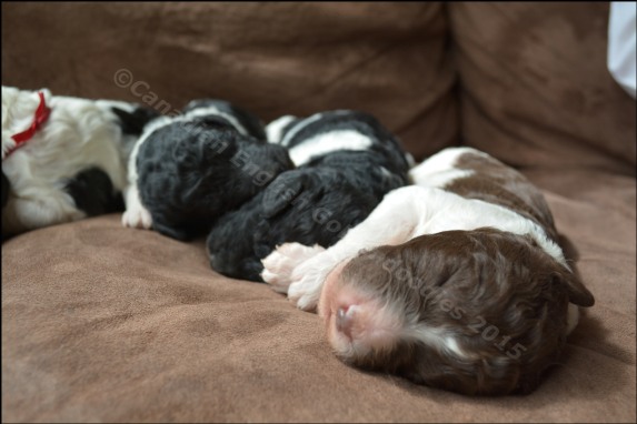 Poodle Puppies