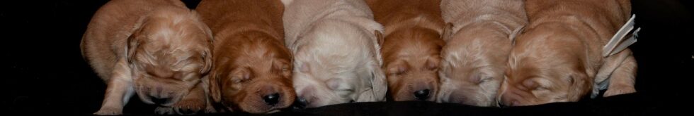 Goldendoodle puppy