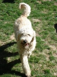 English Goldendoodle