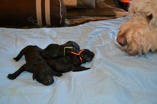Stella with her Goldendoodle puppies