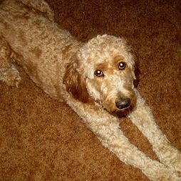 Red Goldendoodle designer dog