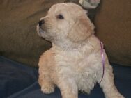 Goldendoodle puppies