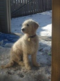 Non-shedding Goldendoodle