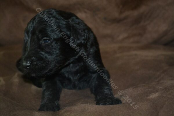 Two-week-old F1 Goldendoodle puppy
