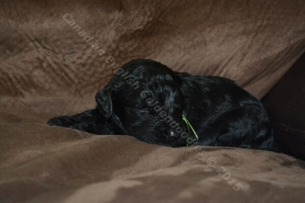 Two-week-old F1 Goldendoodle puppy