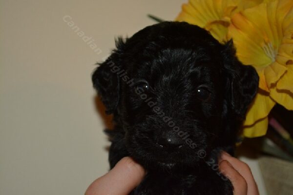 Four-week-old F1 Goldendoodle puppy, Greenleaf