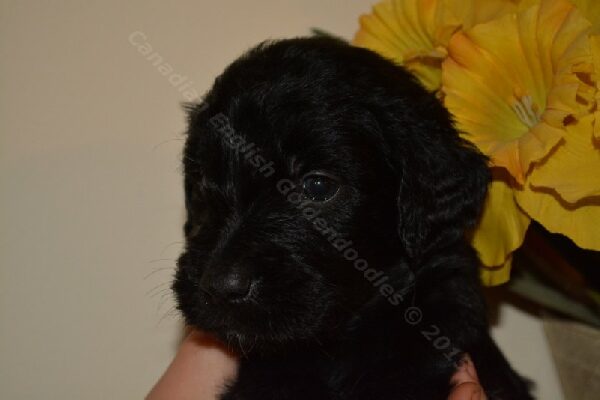 Four-week-old F1 Goldendoodle puppy, Midnight