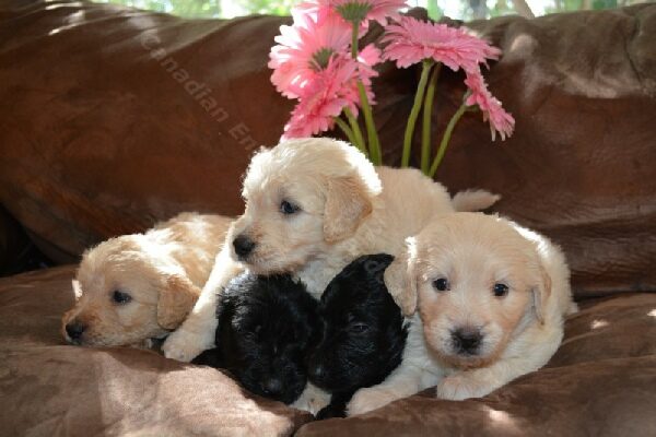 Five-week-old F1 Goldendoodle puppy