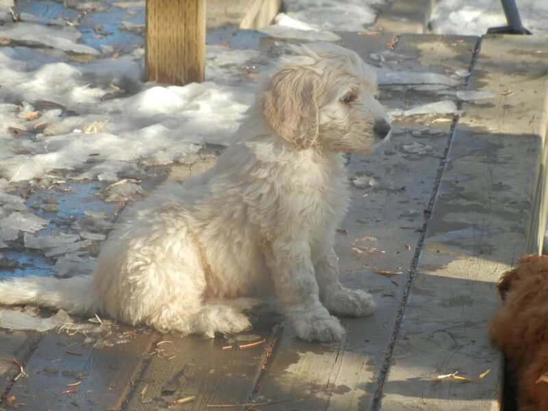 Butterball the Goldendoodle puppy