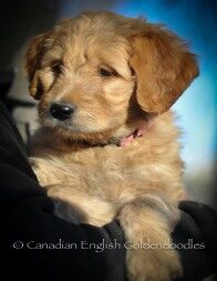 Carley the Goldendoodle puppy
