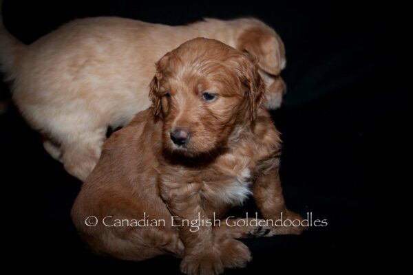 Chloe the Goldendoodle puppy portrait