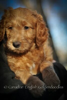 Chloe the Goldendoodle puppy