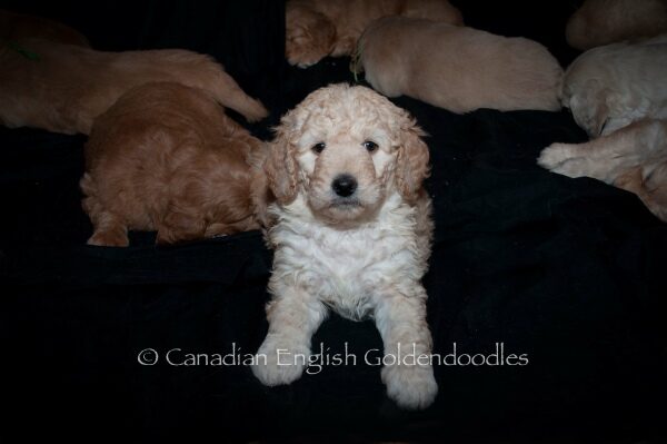 Curly the Goldendoodle puppy
