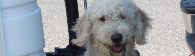 Goldendoodle puppy