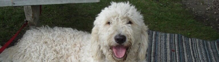 Goldendoodle puppy banner photo