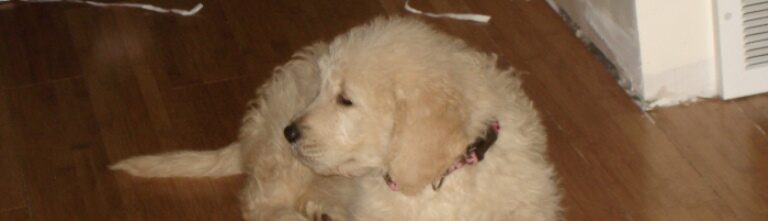 Goldendoodle puppy