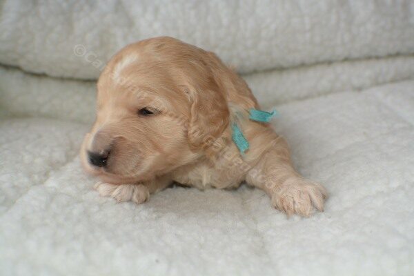 Goldendoodle puppy with a blue collar