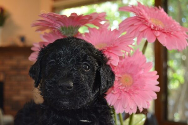Goldendoodle puppy, Greenleaf