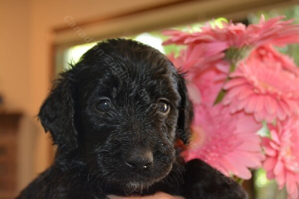 Goldendoodle puppy, Midnight
