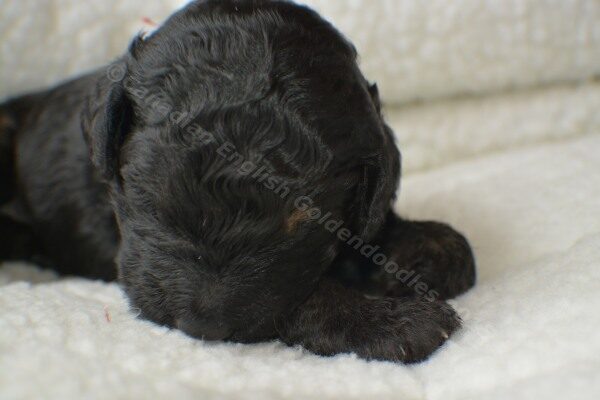 Goldendoodle puppy with a red collar