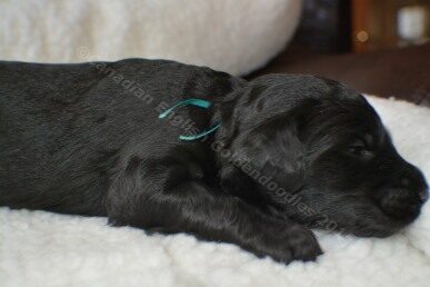 Goldendoodle puppy with a teal collar