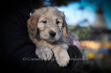 Libby the Goldendoodle puppy