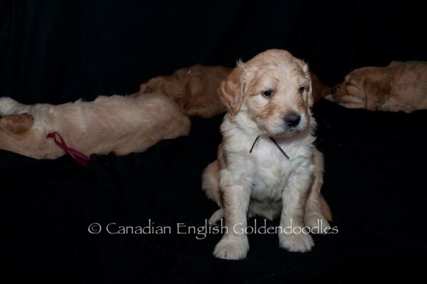 Winston the Goldendoodle puppy portrait