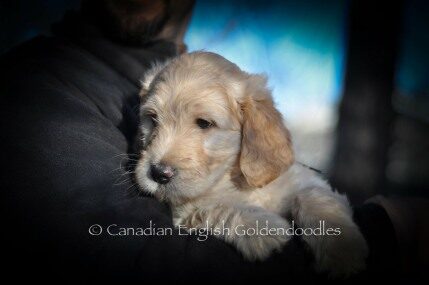 Winston the Goldendoodle puppy