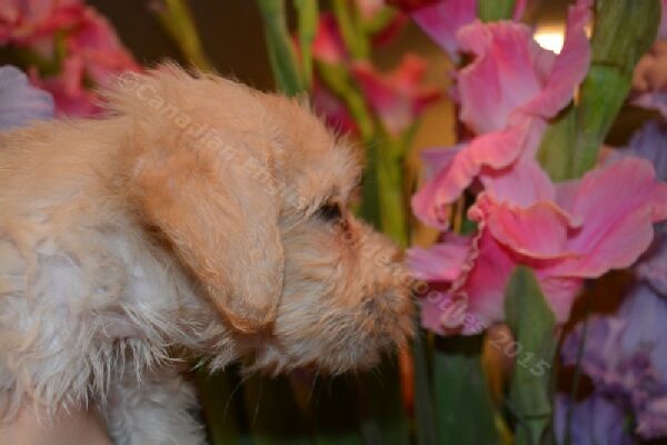 Goldendoodle puppy