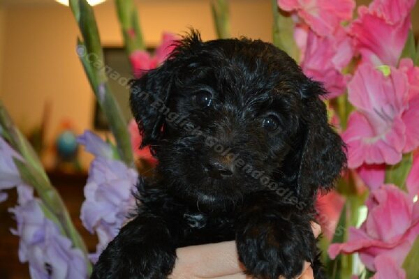 Goldendoodle puppy