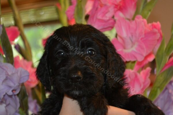 Goldendoodle puppy
