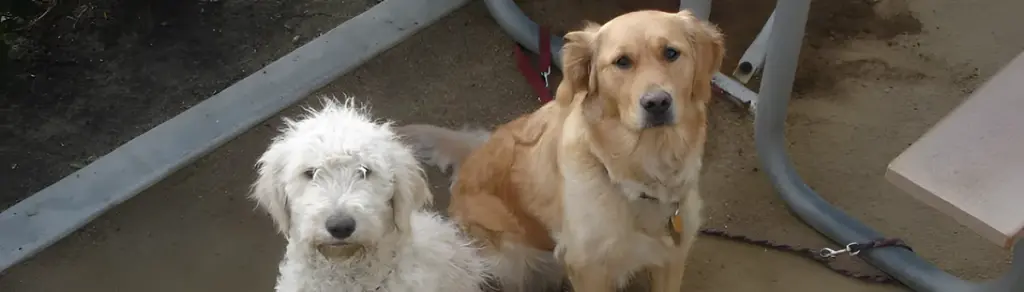 A white Goldendoodle and a Golden Retriever resting side by side outdoors