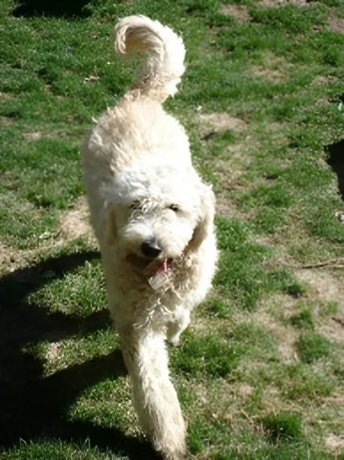 Adult cream Goldendoodle trotting across the grass