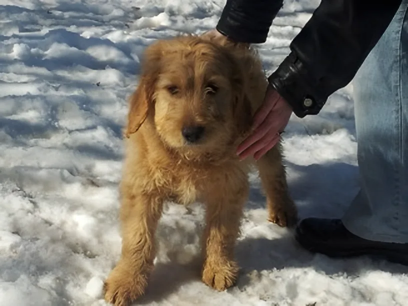 Apricot Goldendoodle puppy being petted outside in the snow