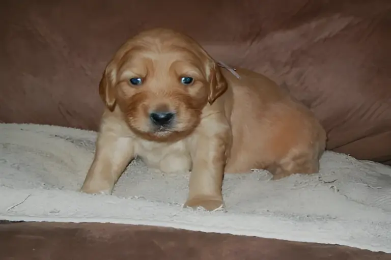 Apricot Goldendoodle puppy lying on a blanket