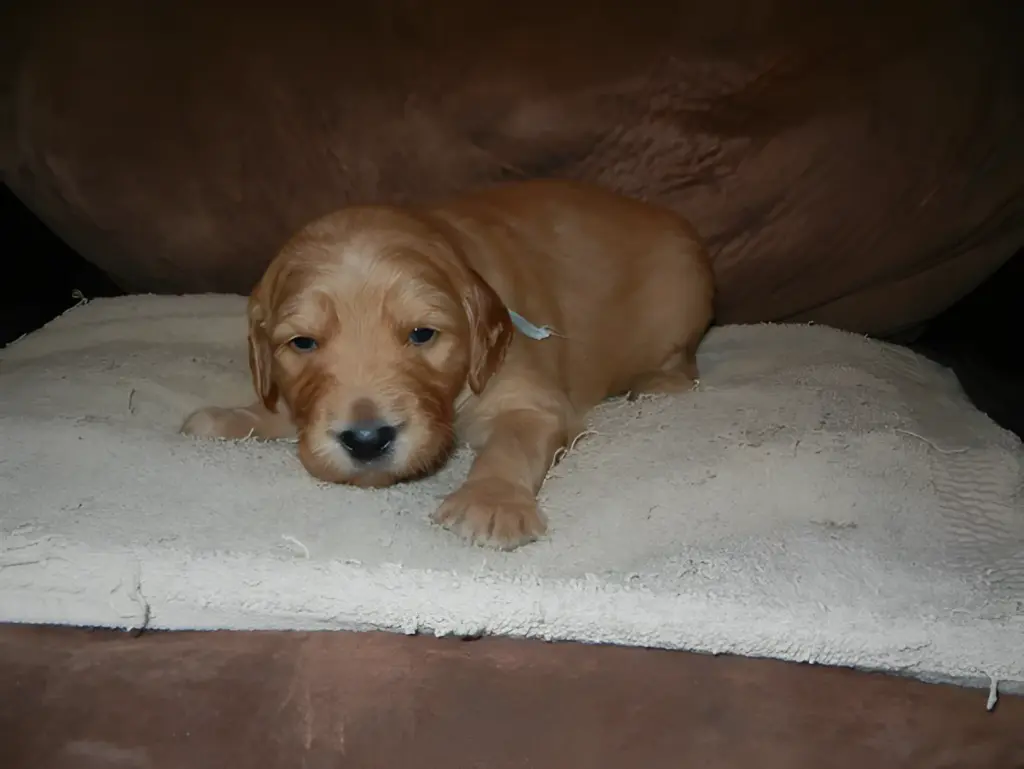 Apricot Goldendoodle puppy lying on fleece