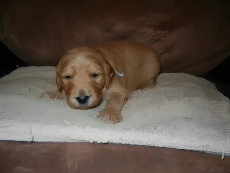 Apricot Goldendoodle puppy lying on fleece