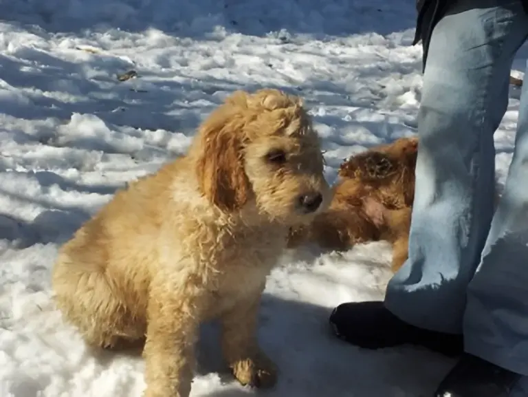 Apricot Goldendoodle puppy meeting another dog in the snow