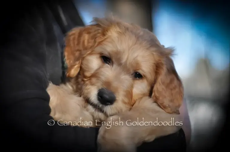 Apricot Goldendoodle puppy resting its head on someone's arm