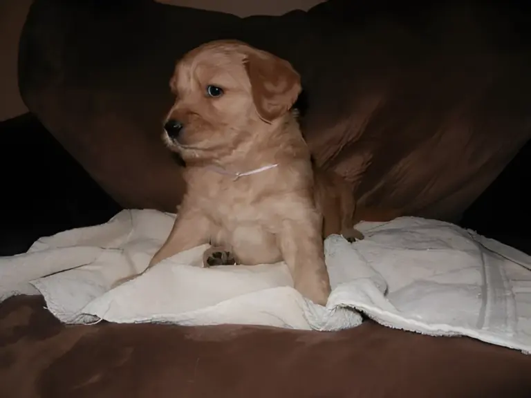 Apricot Goldendoodle puppy sitting on a towel