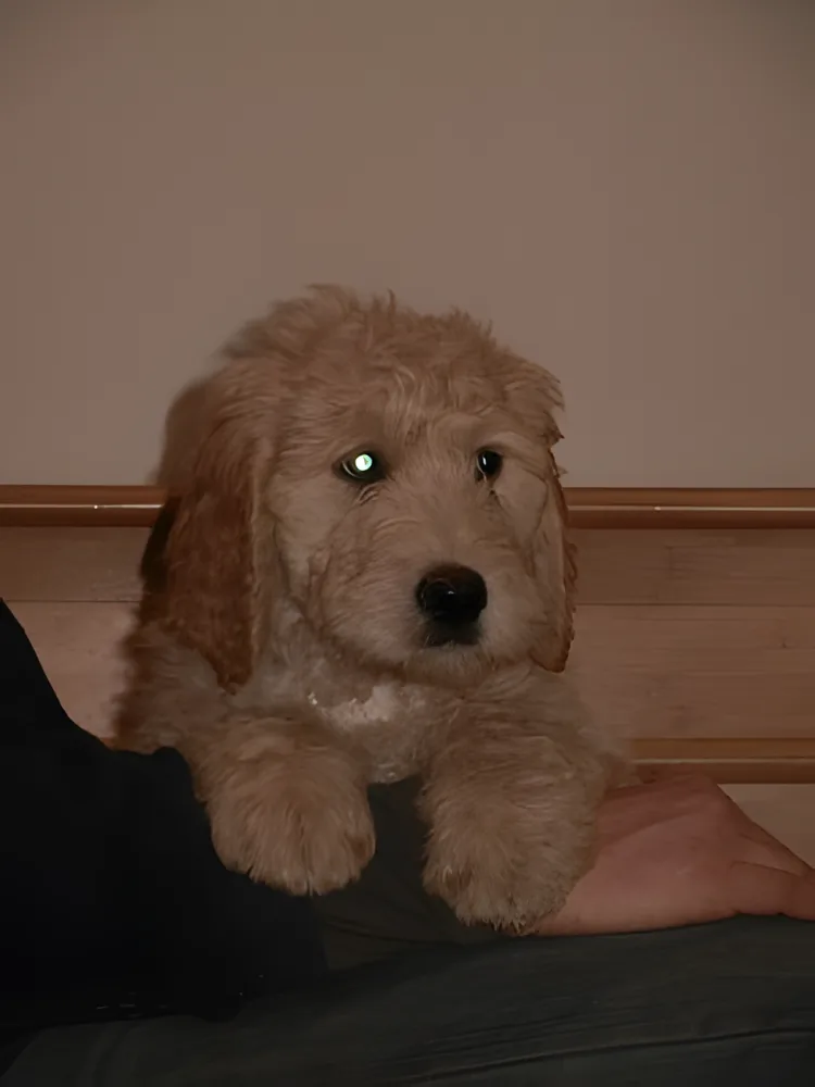 Apricot Goldendoodle puppy sitting on someone's lap