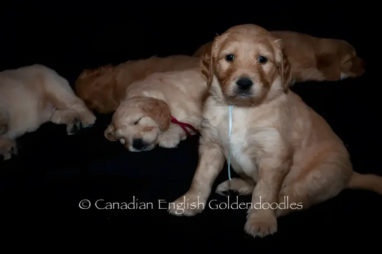 Apricot Goldendoodle puppy sitting up among its littermates