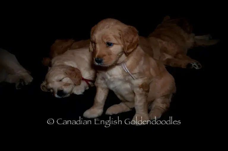 Apricot Goldendoodle puppy sitting up among its sleeping littermates