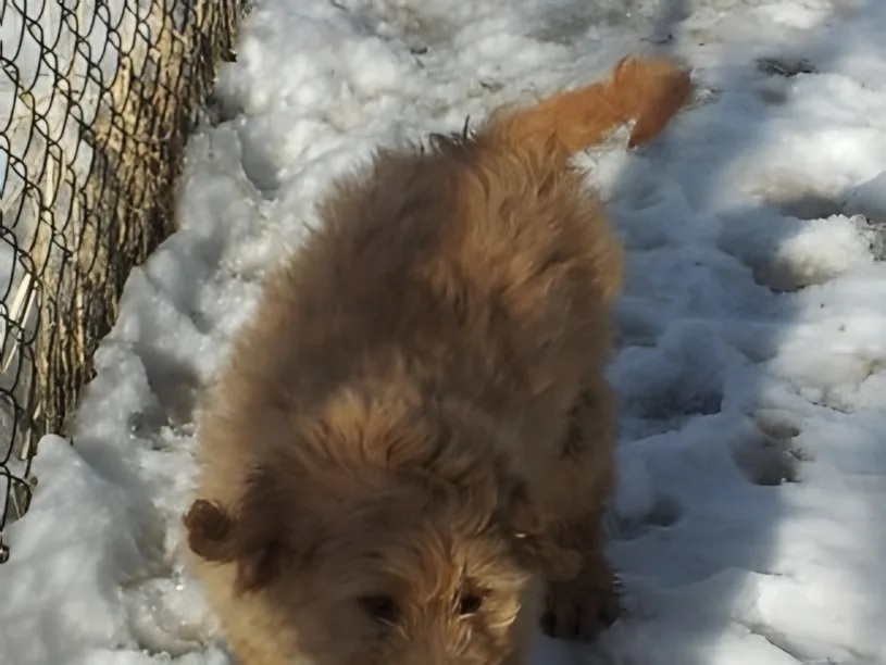 Apricot Goldendoodle puppy sniffing the snow beside a fence