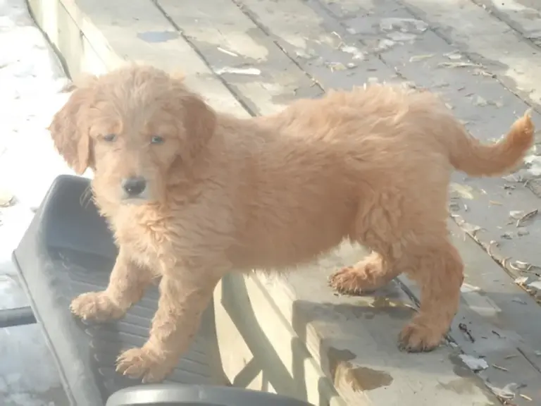 Apricot Goldendoodle puppy standing on a wooden deck