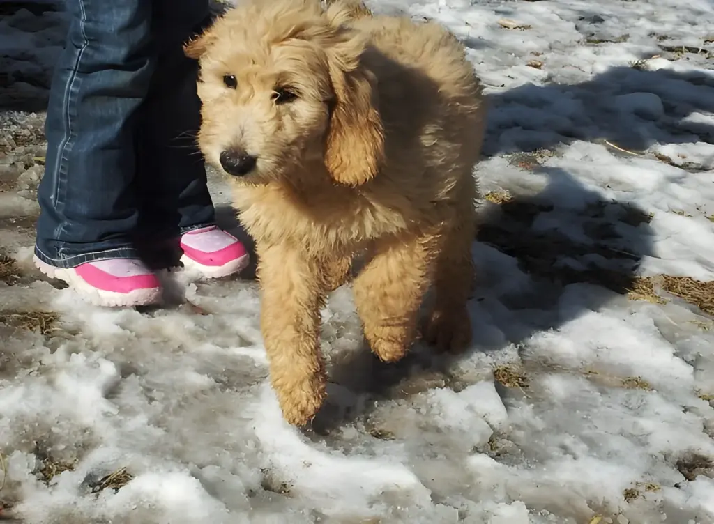 Apricot Goldendoodle puppy standing on snow beside a child