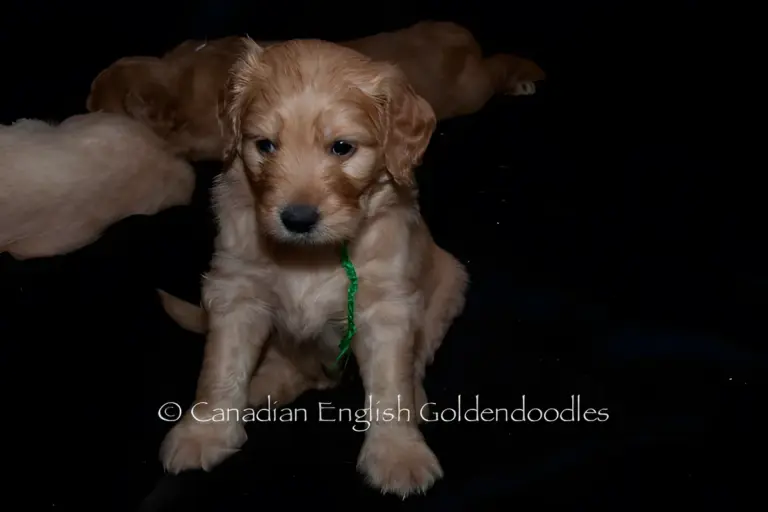 Apricot Goldendoodle puppy with a green ribbon standing among its littermates