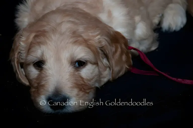 Apricot Goldendoodle puppy with a pink ribbon resting its chin on a dark blanket