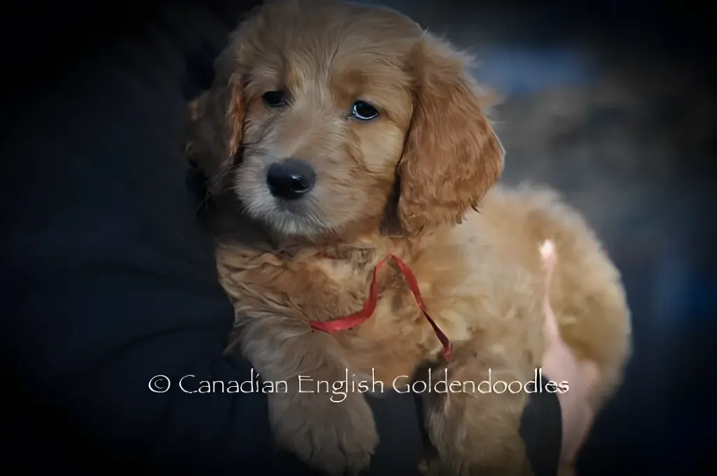 Apricot Goldendoodle puppy with a red ribbon held in someone's arms