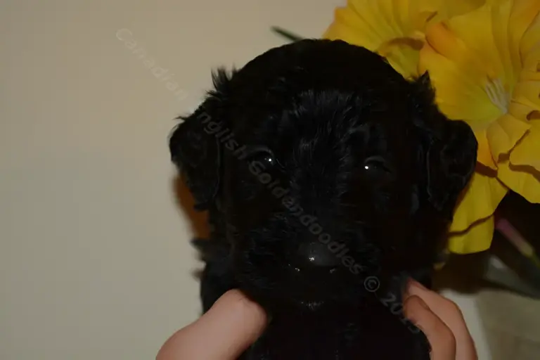 Black F1 Goldendoodle puppy held up in front of yellow flowers